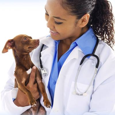 Veterinarian Assistant holding a puppy